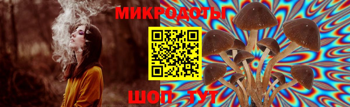 Псилоцибиновые грибы Psilocybe Гурьевск